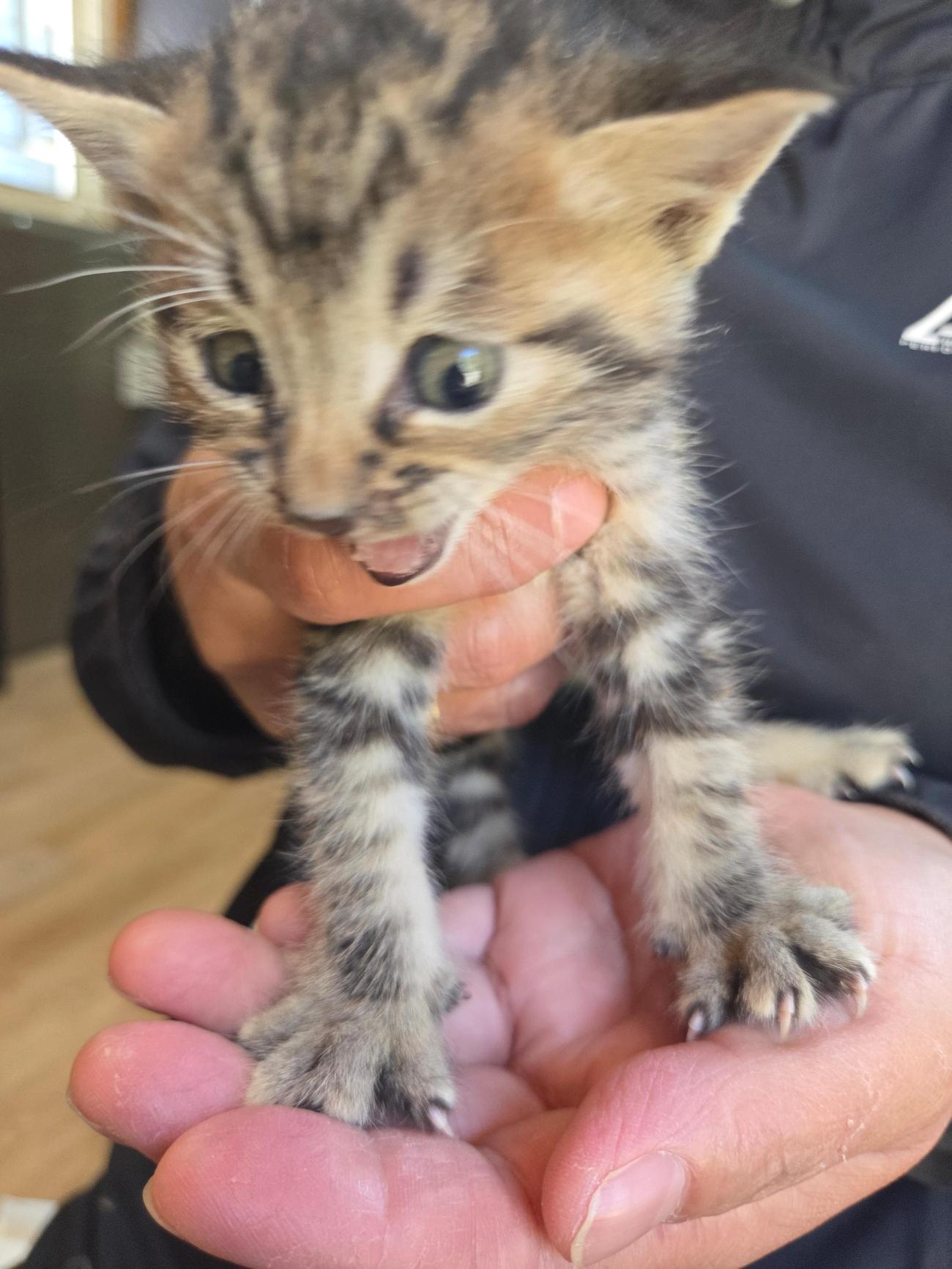 종료(자연사) 한국…